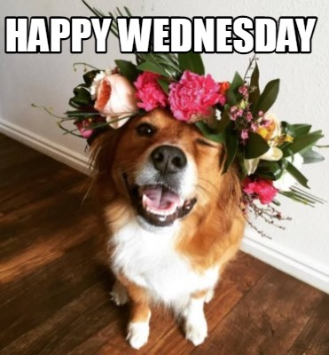 Meme Creator - Funny Happy Wednesday Meme Generator at ! Meme Creator - Funny Happy Wednesday Meme Generator at !
