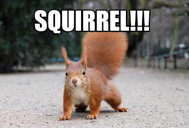 squirrel8