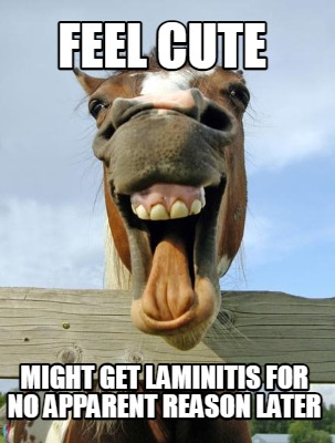 feel-cute-might-get-laminitis-for-no-apparent-reason-later