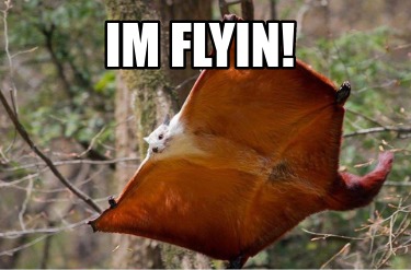 im-flyin