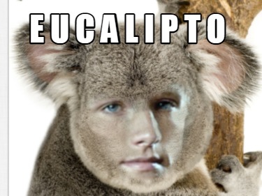 e-u-c-a-l-i-p-t-o