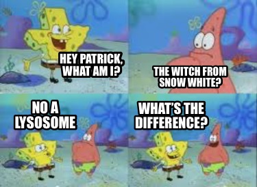 hey-patrick-what-am-i-the-witch-from-snow-white-no-a-lysosome-whats-the-differen