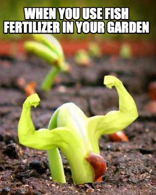 when-you-use-fish-fertilizer-in-your-garden