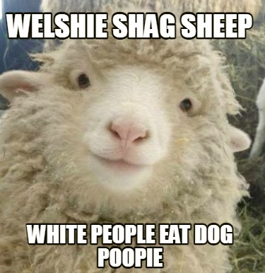 welshie-shag-sheep-white-people-eat-dog-poopie