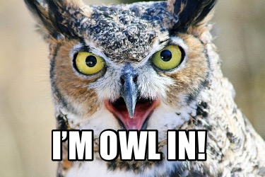 im-owl-in