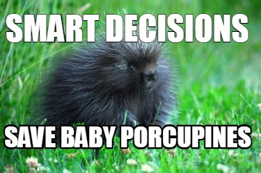 smart-decisions-save-baby-porcupines