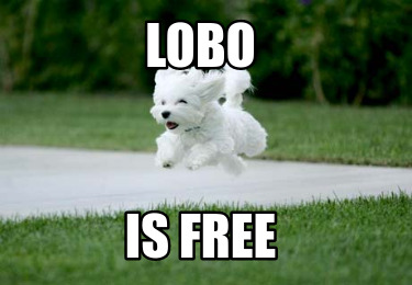 lobo-is-free