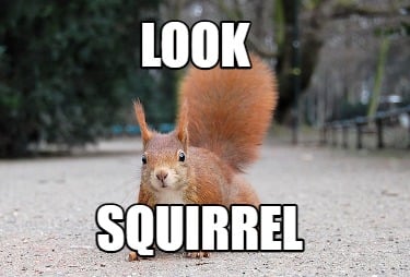Meme Creator - Funny LOOK Squirrel Meme Generator at !