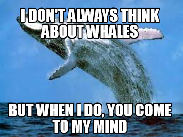 i-dont-always-think-about-whales-but-when-i-do-you-come-to-my-mind