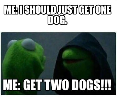 me-i-should-just-get-one-dog.-me-get-two-dogs