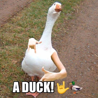 a-duck-