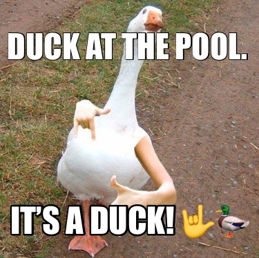 duck-at-the-pool.-its-a-duck-