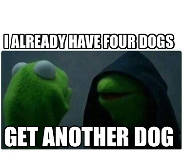 i-already-have-four-dogs-get-another-dog9