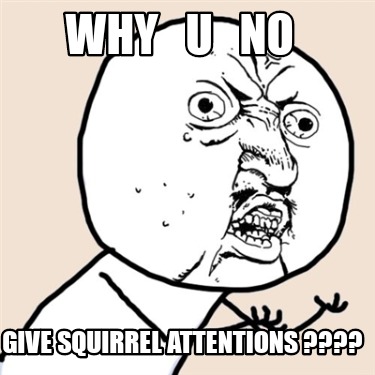 why-u-no-give-squirrel-attentions-