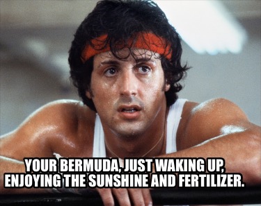 your-bermuda-just-waking-up-enjoying-the-sunshine-and-fertilizer