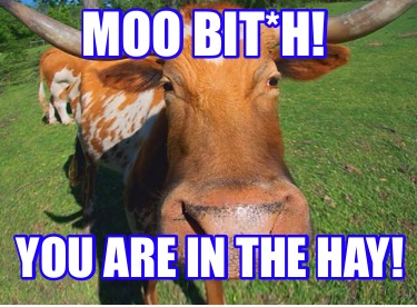 moo-bith-you-are-in-the-hay