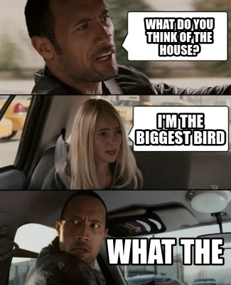 what-do-you-think-of-the-house-im-the-biggest-bird-what-the