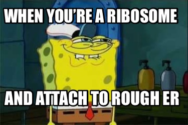 when-youre-a-ribosome-and-attach-to-rough-er