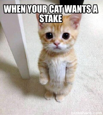 when-your-cat-wants-a-stake