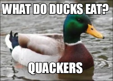 what-do-ducks-eat-quackers