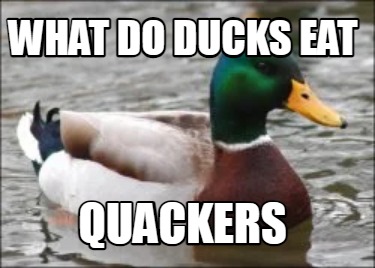 what-do-ducks-eat-quackers2