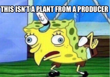 this-isnt-a-plant-from-a-producer8