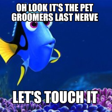 oh-look-its-the-pet-groomers-last-nerve-lets-touch-it
