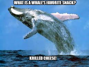 krilled-cheese-what-is-a-whales-favorite-snack