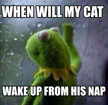 when-will-my-cat-wake-up-from-his-nap