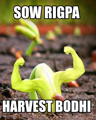 sow-rigpa-harvest-bodhi