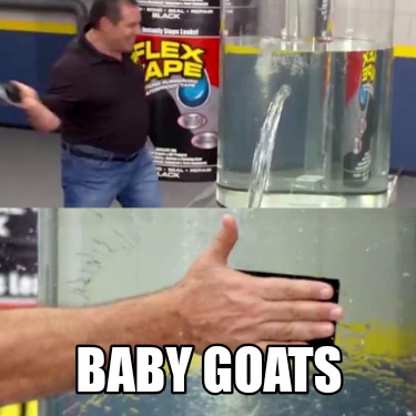 baby-goats