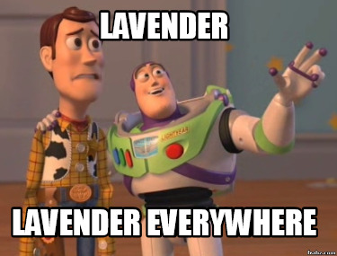 lavender-lavender-everywhere