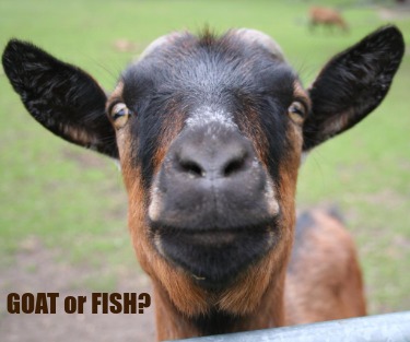goat-or-fish