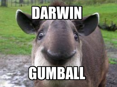 darwin-gumball0