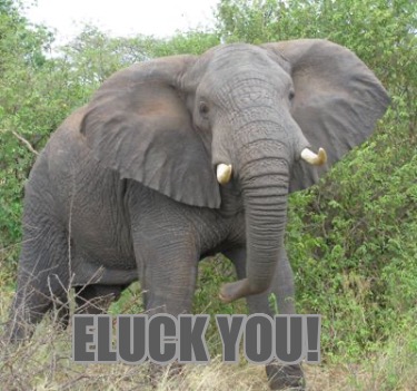eluck-you3