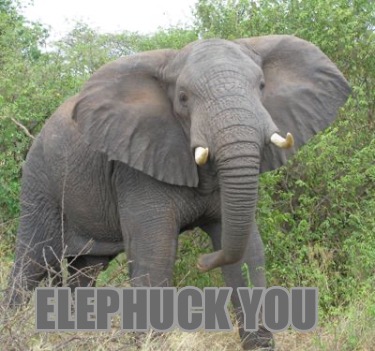 elephuck-you9