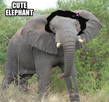 cute-elephant