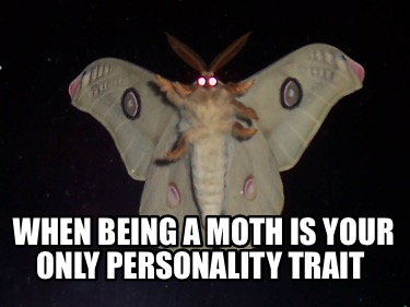 when-being-a-moth-is-your-only-personality-trait