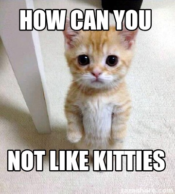 how-can-you-not-like-kitties