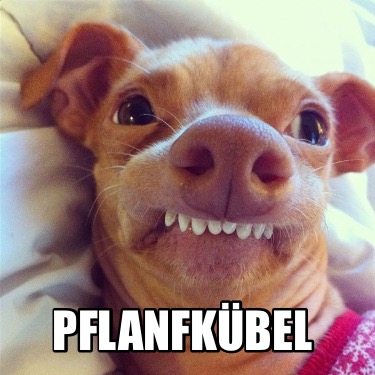 pflanfkbel