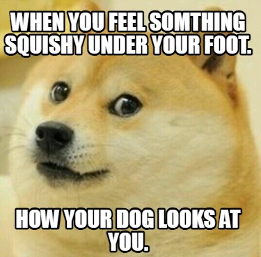 when-you-feel-somthing-squishy-under-your-foot.-how-your-dog-looks-at-you