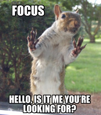 focus-hello-is-it-me-youre-looking-for
