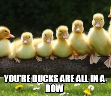 youre-ducks-are-all-in-a-row