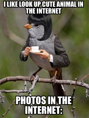 i-like-look-up-cute-animal-in-the-internet-photos-in-the-internet