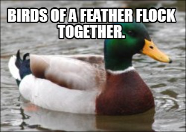 birds-of-a-feather-flock-together33