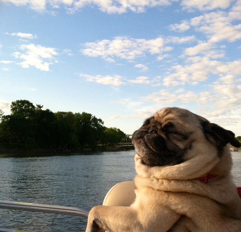 Meme Creator - Relaxation Pug Meme Generator at ! Meme Creator - Relaxation Pug Meme Generator at !