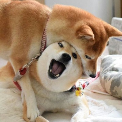 Shiba Inu Doge Meme Template