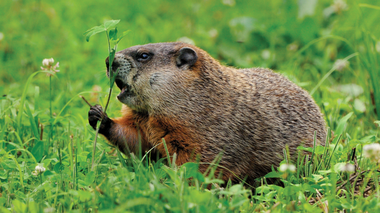 Meme Creator woodchuck Meme Generator at